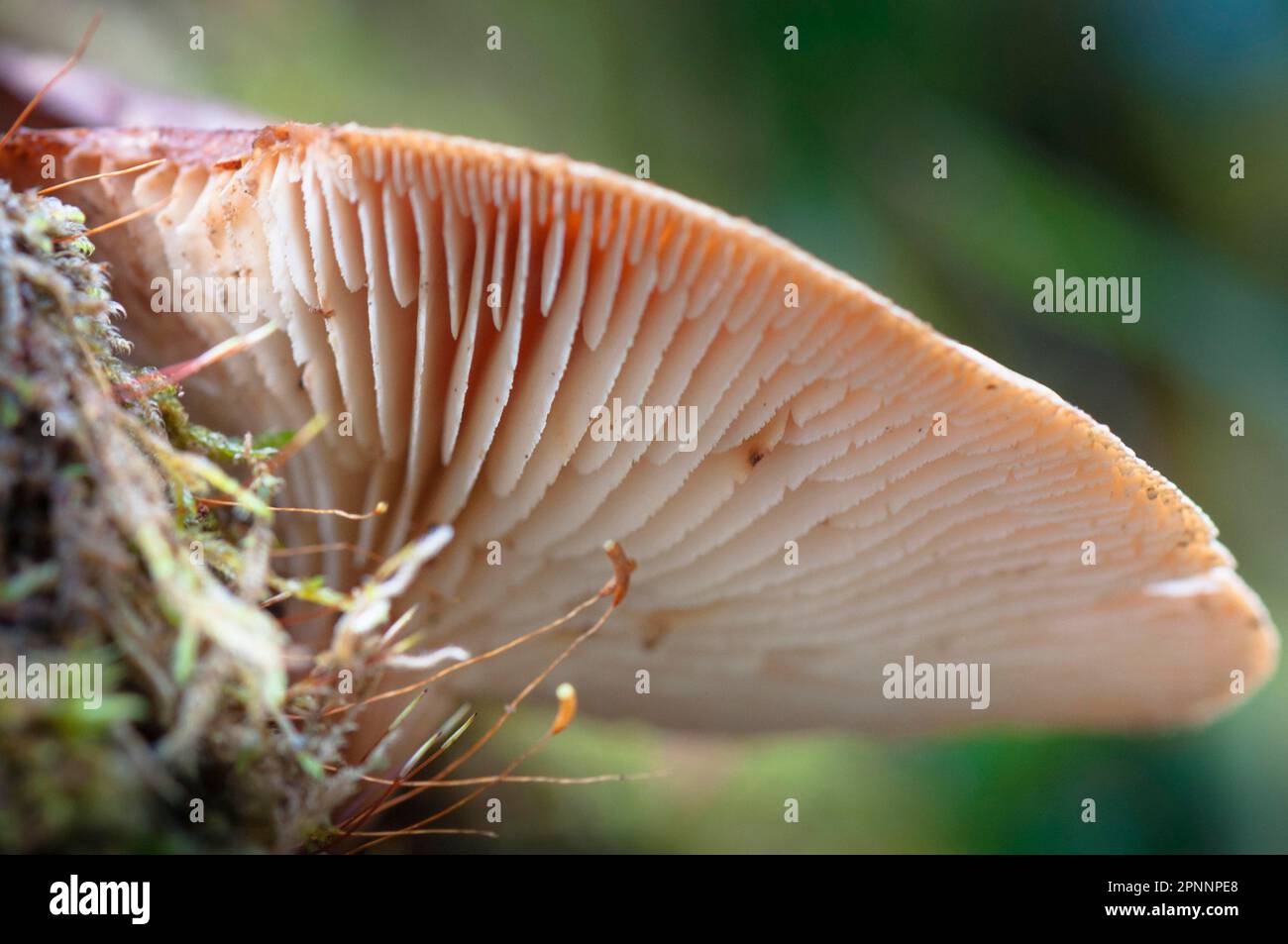 Neolentinus haftet Stockfoto