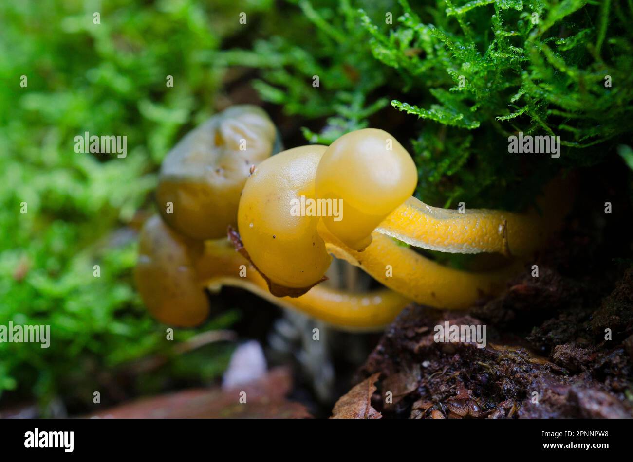 Grünlich-gelbe Gallenkappe Stockfoto