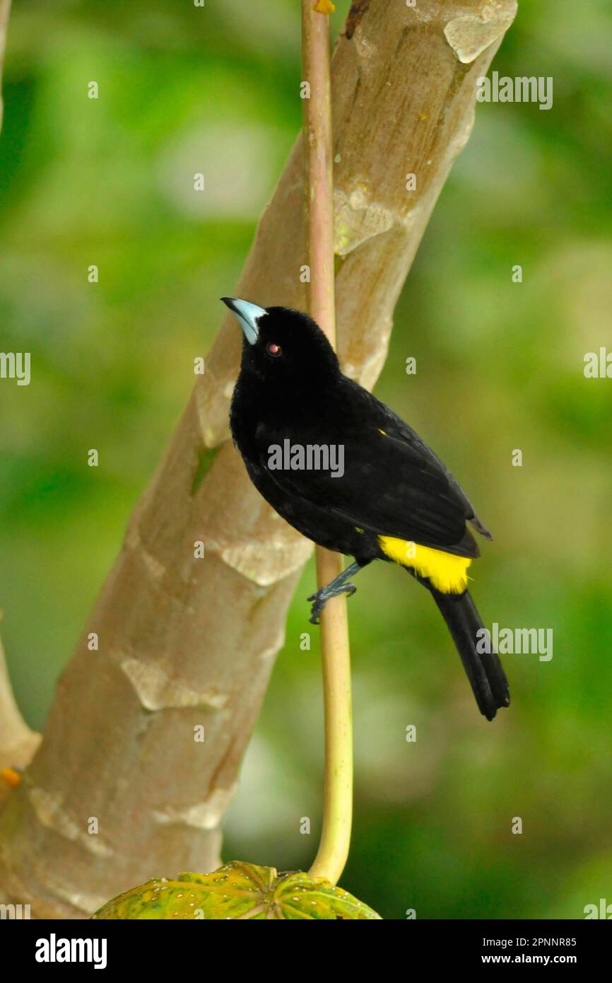 Gelbmautiger Tanager, Männlich Stockfoto