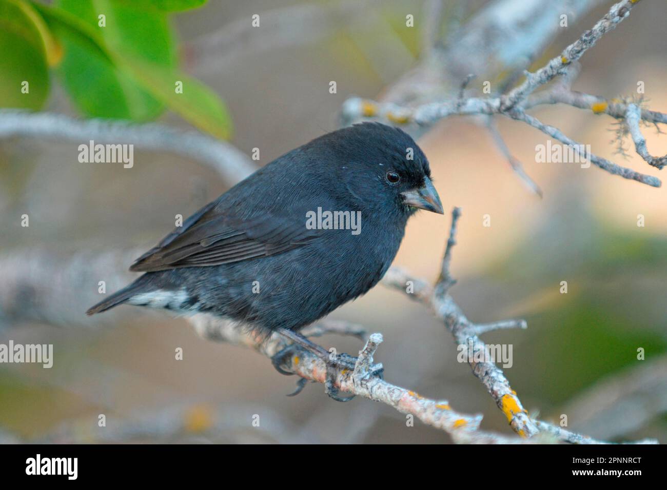 Kleinen Boden Finch Stockfoto