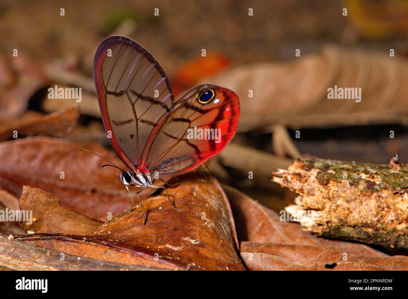 Schmetterling mit Glasflügeln, Costa Rica Stockfoto