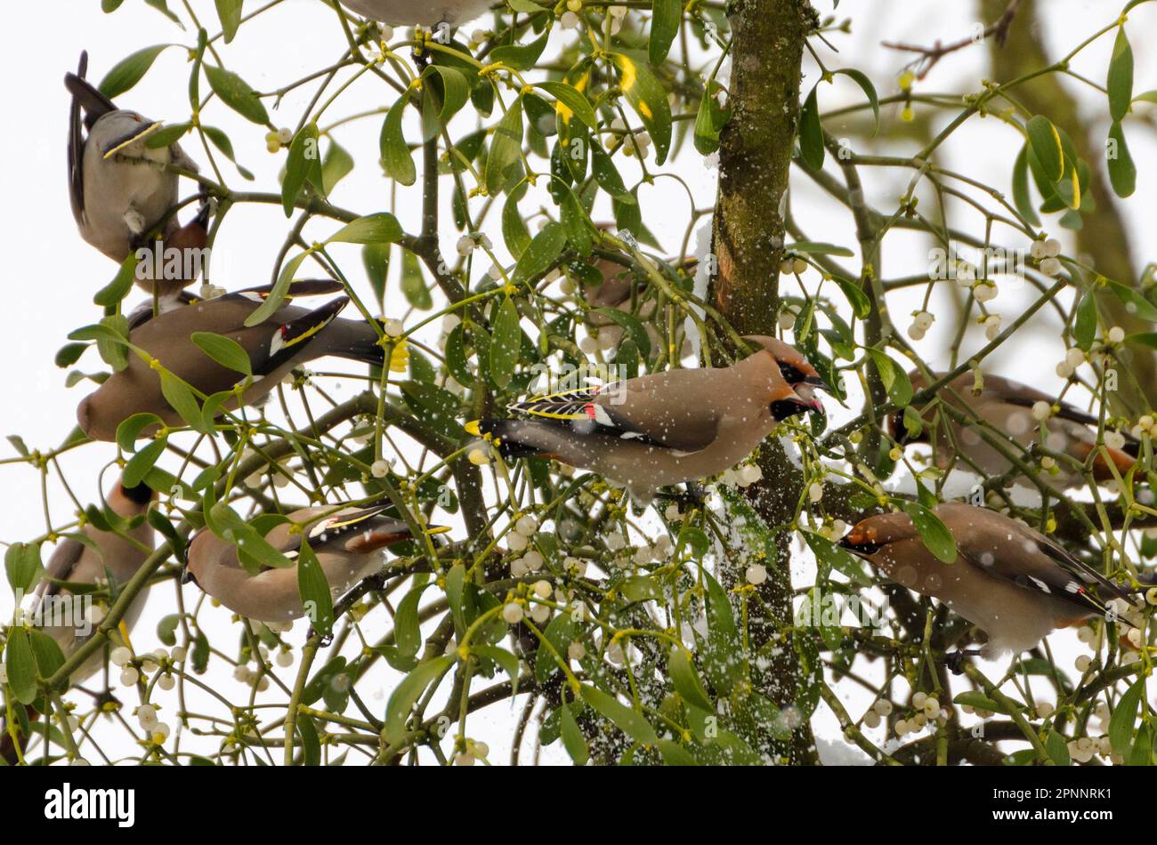 Silktails Stockfoto