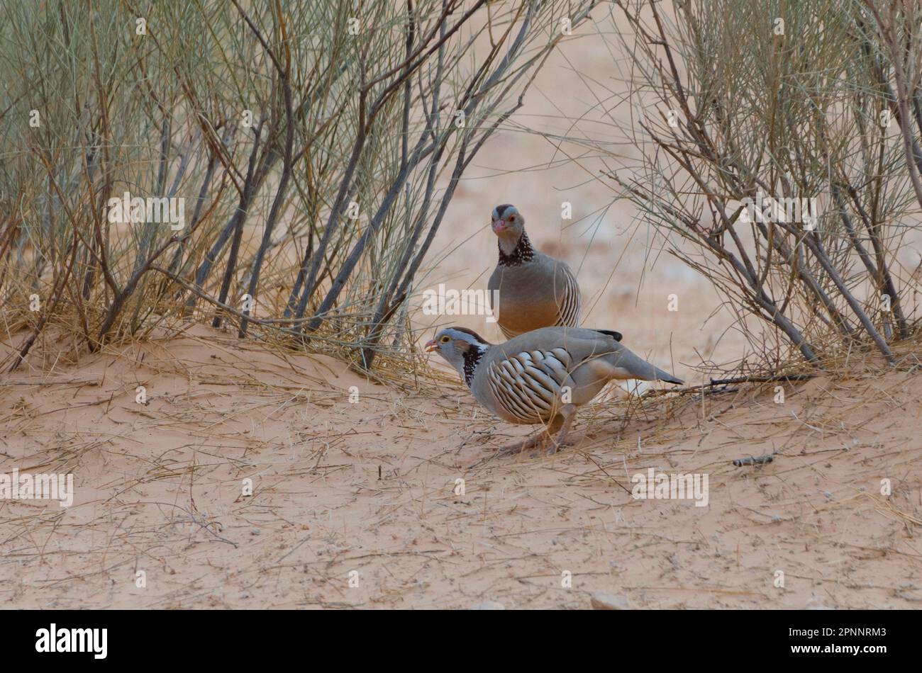 Barbary Partridge Stockfoto