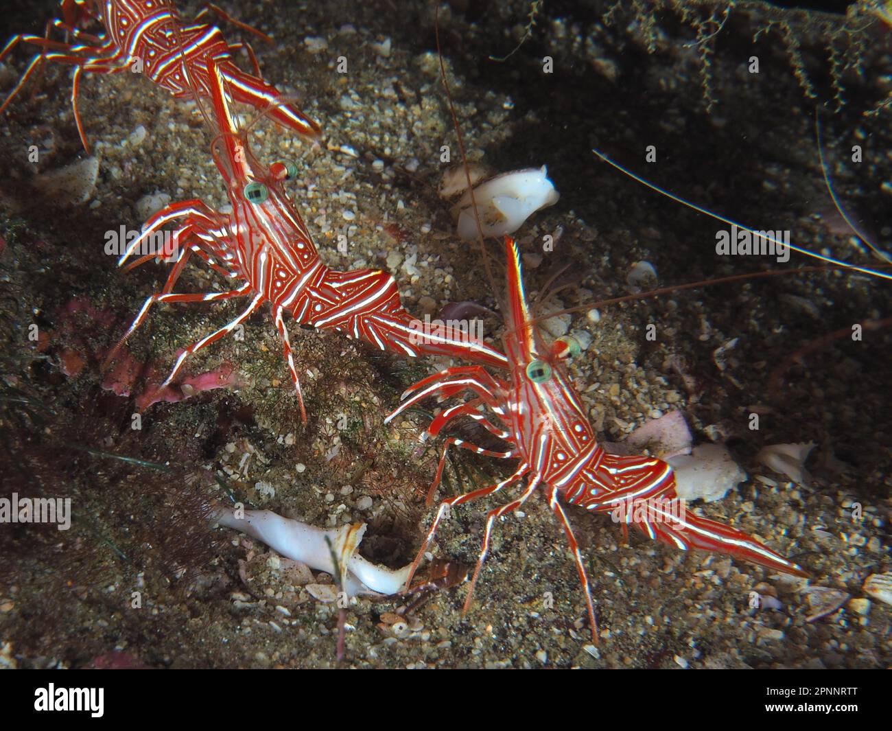 Kamelgarnelen (Rhynchocinetes durbanensis), Tauchplatz im Sodwana Bay National Park, Maputaland Marine Reserve, KwaZulu Natal, Südafrika Stockfoto