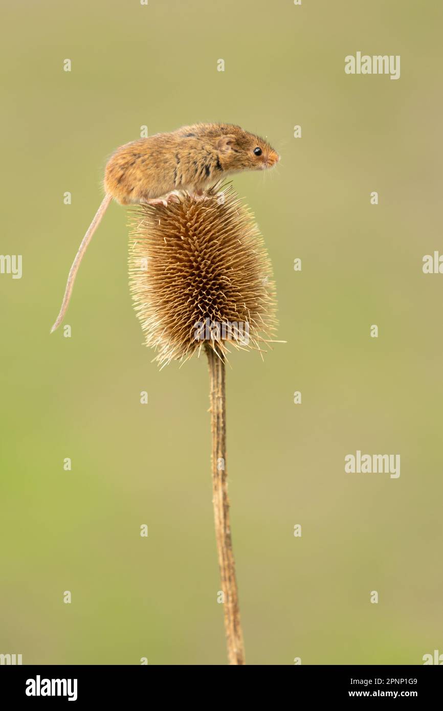 Nahaufnahme des Porträts einer winzigen Maus, die direkt auf ein spitzen Teesel zeigt. Wissenschaftliche Bezeichnung: Micromys minutus. Hintergrund bereinigen mit Platz für Stockfoto