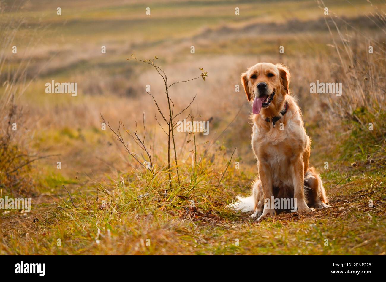 Golden Retriever Dog bei Sonnenuntergang Stockfoto