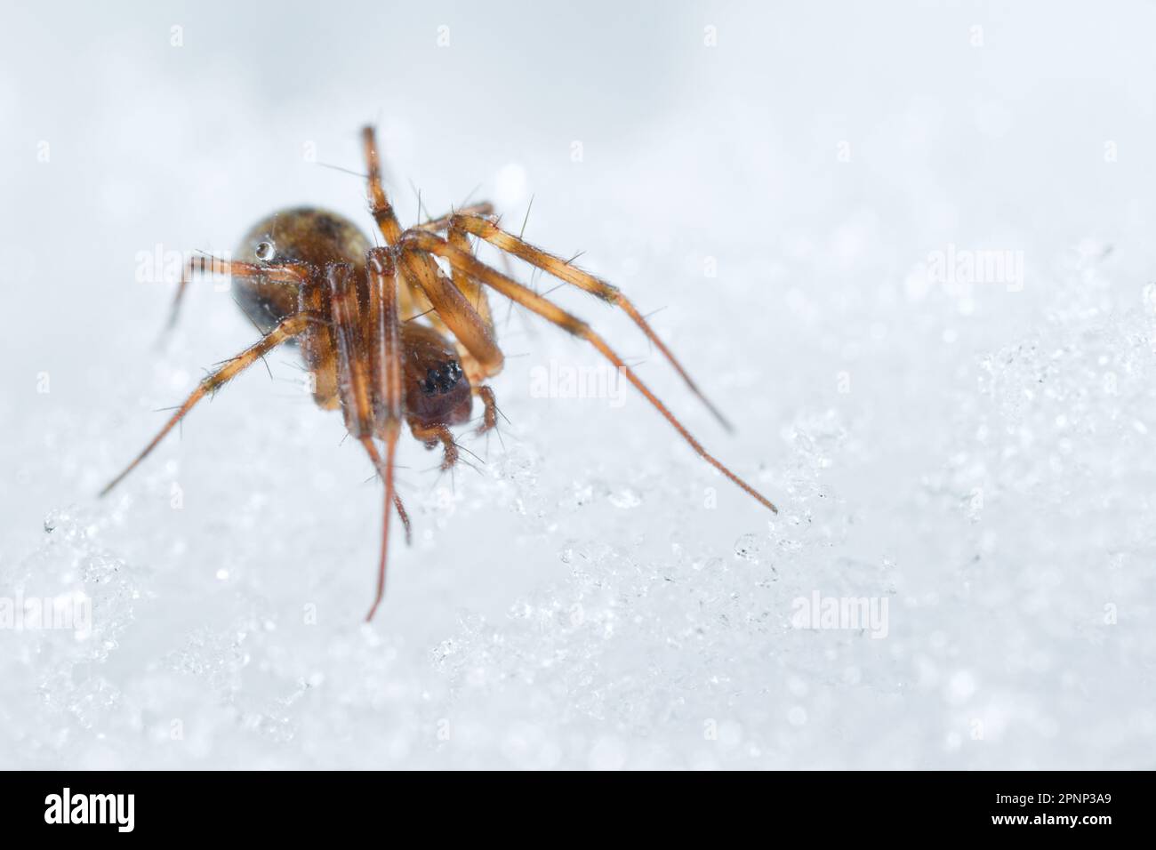 Spinnenwandern (Lepthyphantes leprosus) im Schnee Stockfoto