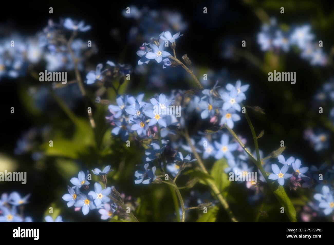 Vergesst mich nicht, vergesst nicht, Myosotis Weichfokus Frühlingsblume Stockfoto