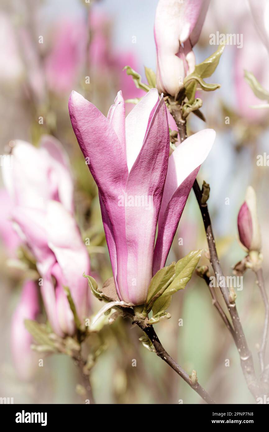 BLUMEN Stockfoto