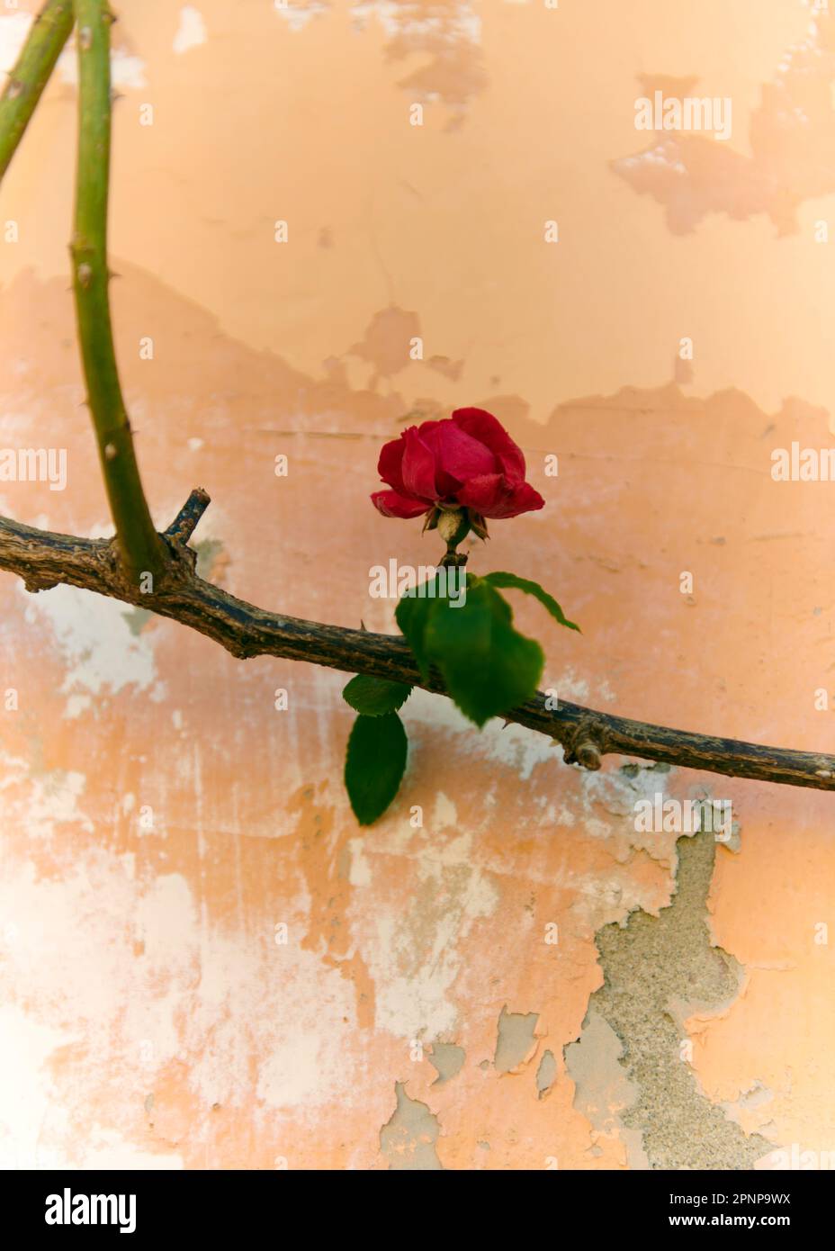 Rote Rose an der Wand Stockfoto