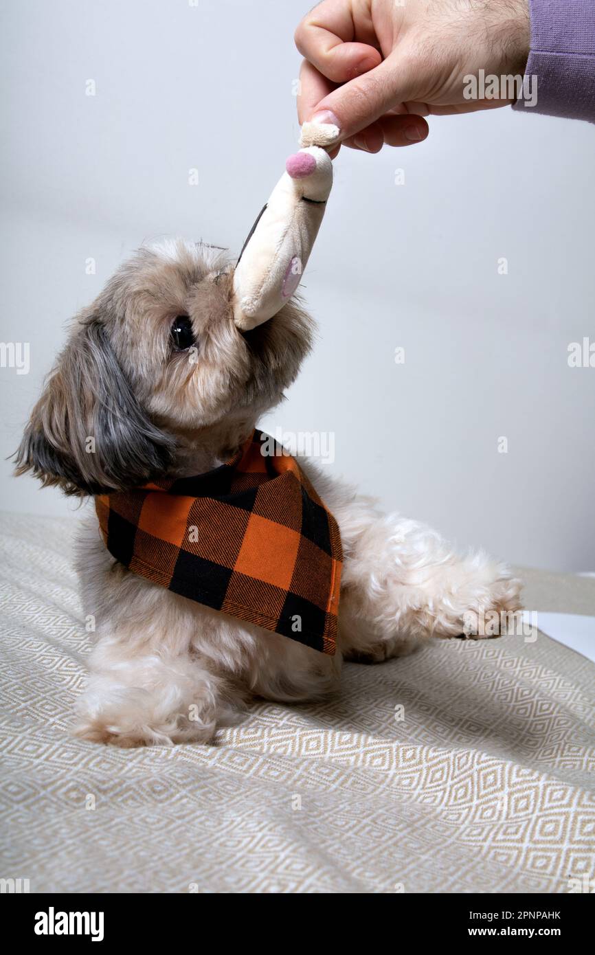 Foto: Shih Tzu, der auf der Couch liegt und ein Spielzeug in den Zähnen hält Stockfoto