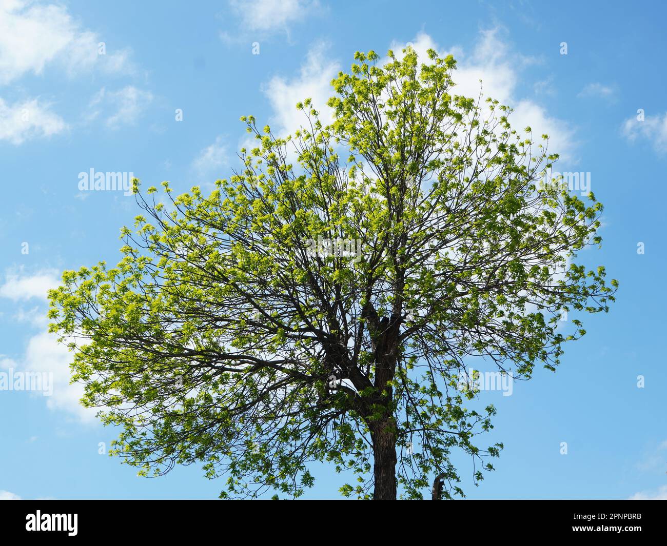 Einsamer hoher Baum mit zweigigem runden Kranz und neuen grünen Blättern im Sonnenlicht am blauen Himmel im Frühling Stockfoto
