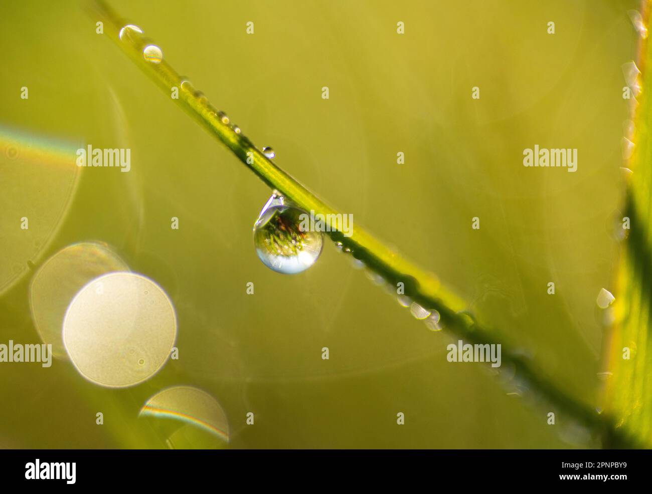 Nahaufnahmen von Tau auf Gras, Wassertropfen, die das Morgenlicht auf dem grünen Unterholz eines kleinen Holzes an einem Frühlingsmorgen einfangen Stockfoto