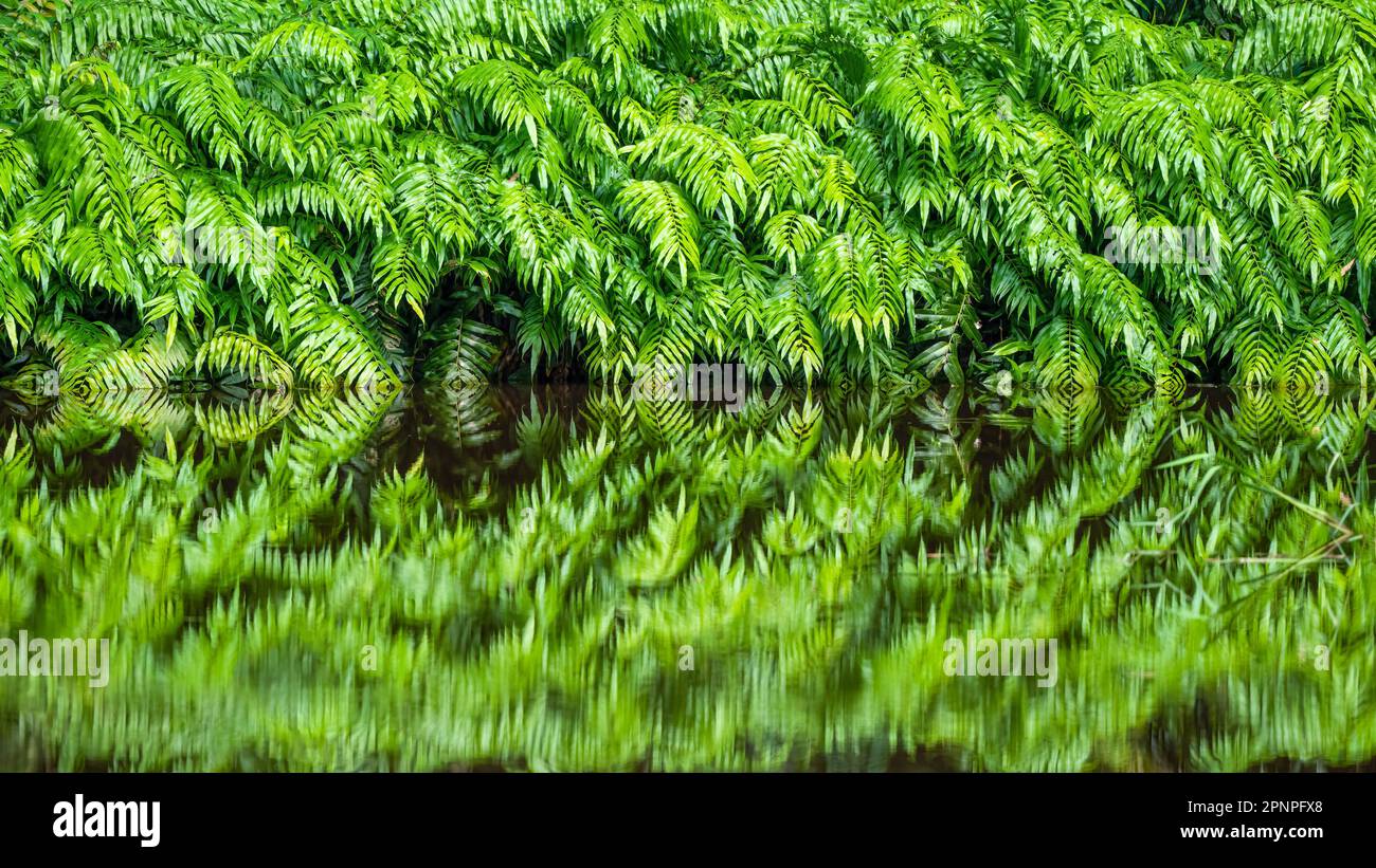 Ein malerischer tropischer See mit dem lebhaften grünen Wachstum von Waldfarnen und ihrer Reflexion an den ruhigen Gewässern in Cairns, Australien. Stockfoto