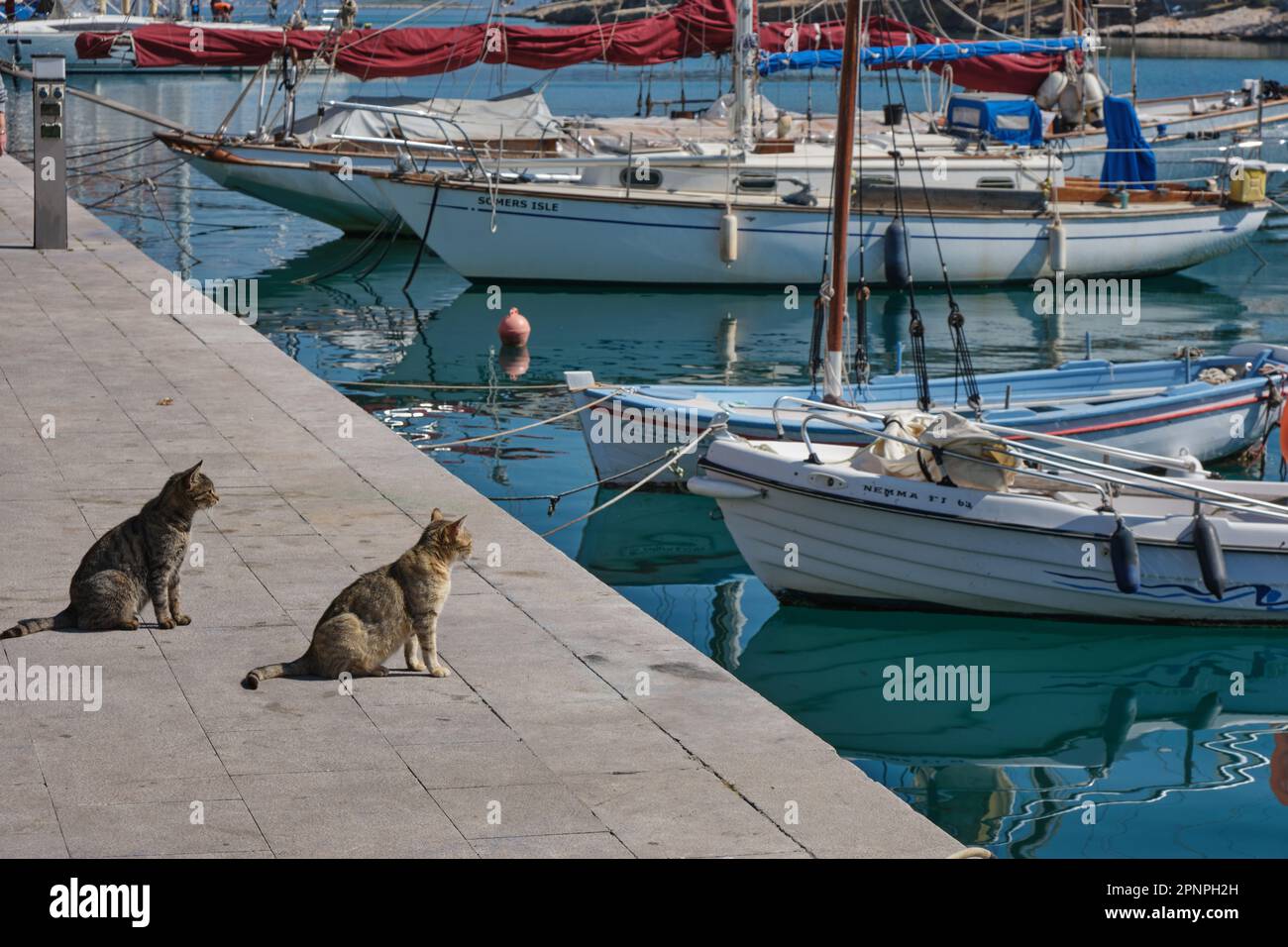 Katzen warten auf Fischer, die im Frühling ihr Boot in Galaxidi in Griechenland anlegen Stockfoto
