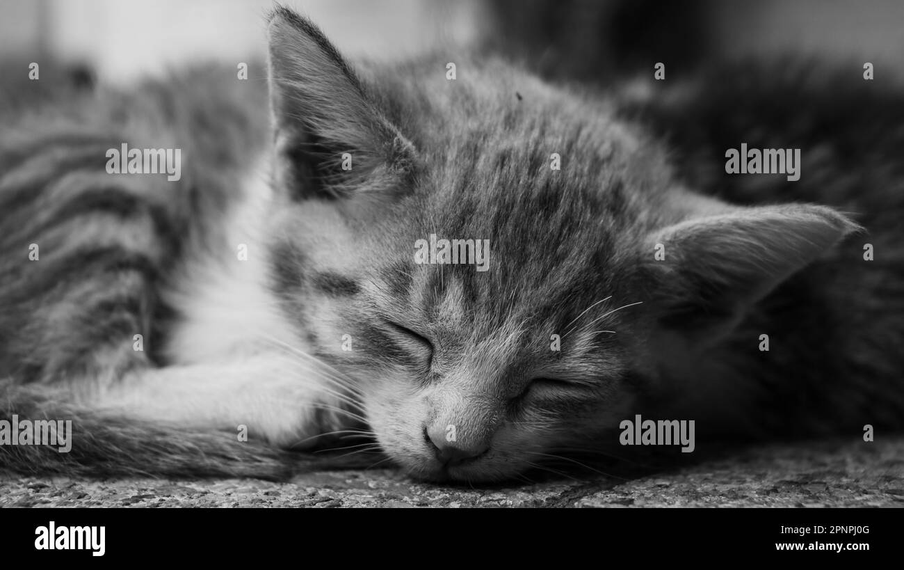 Baby Tabby Katze schläft Stockfoto