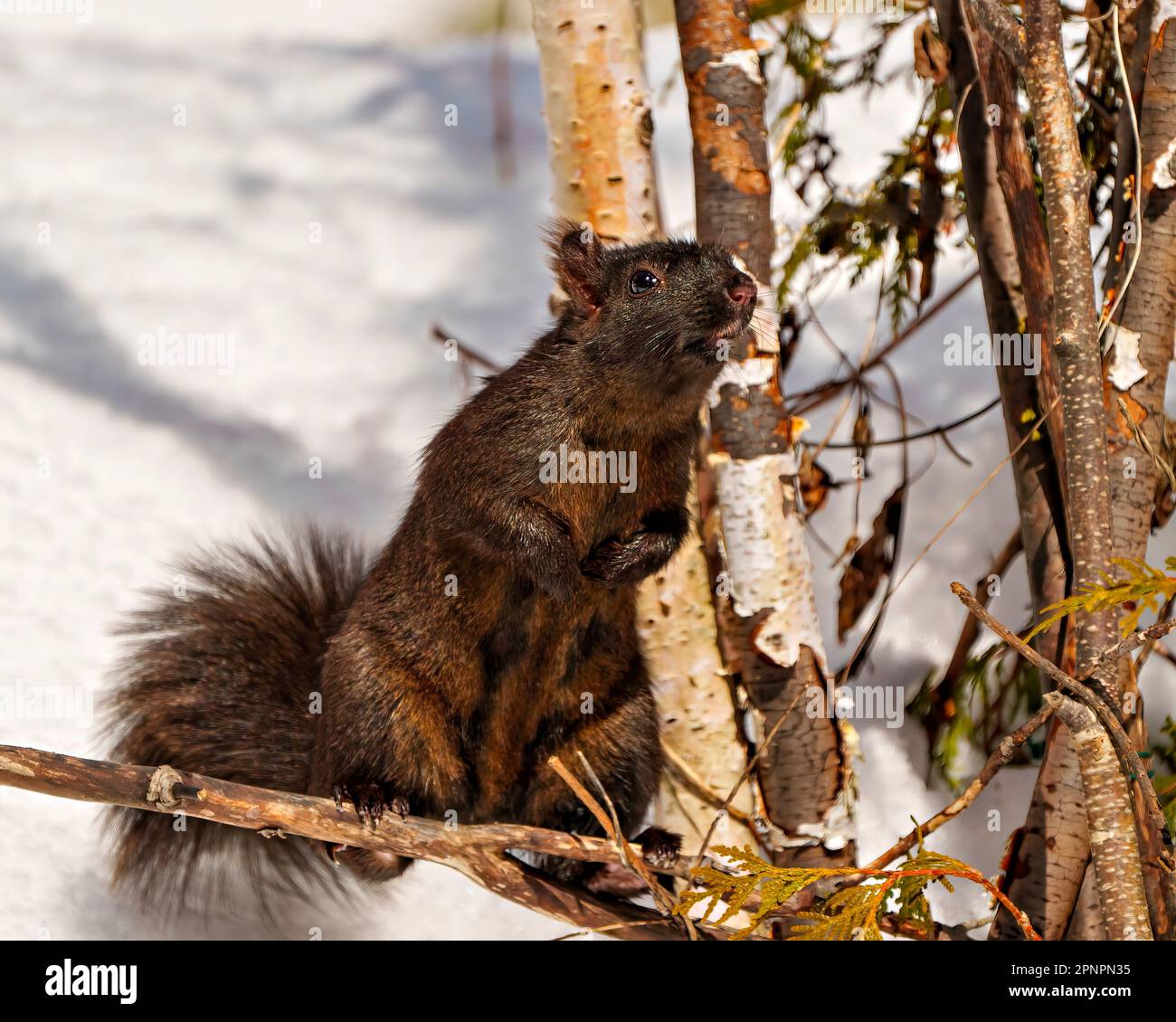 Schwarzes Eichhörnchen in der Wintersaison aus nächster Nähe auf einem Ast in seiner Umgebung und seinem Lebensraum sitzen und schwarze Farbe und buschigen Schwanz zeigen. Stockfoto
