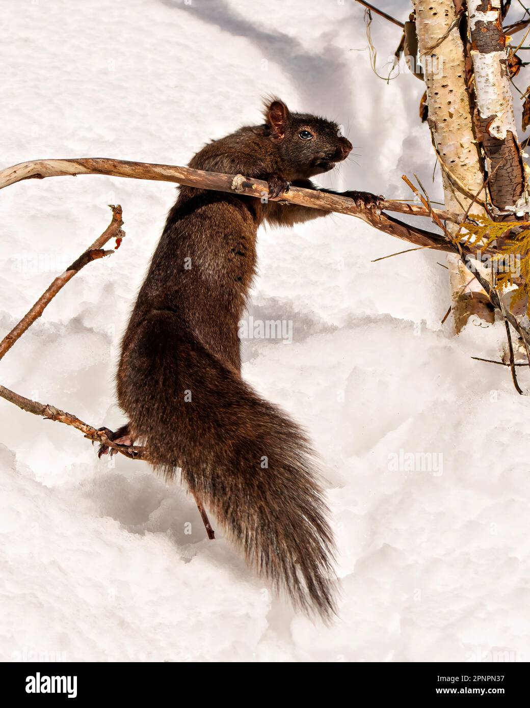 Schwarzes Eichhörnchen aus nächster Nähe in der Wintersaison, klettern auf einen Ast in seiner Umgebung und seinem Lebensraum, mit schwarzer Farbe und buschigem Schwanz. Stockfoto