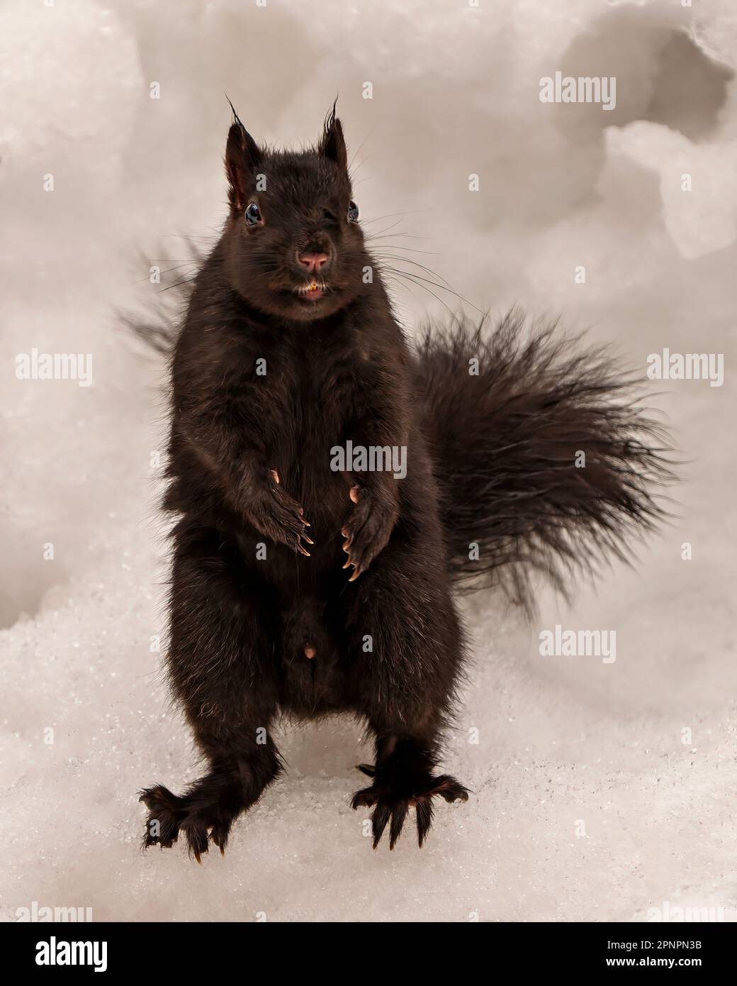 Schwarzes Eichhörnchen aus nächster Nähe in der Wintersaison auf Schnee sitzen und in seiner Umgebung und Umgebung in die Kamera schauen. Stockfoto