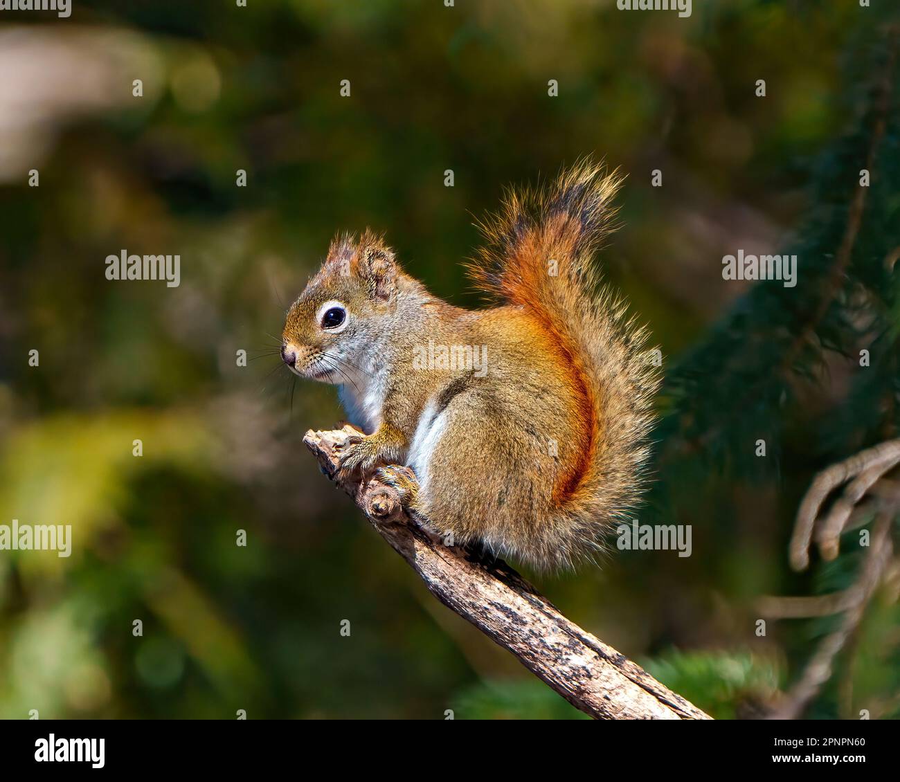 Eichhörnchen aus nächster Nähe auf einem Ast mit einem weichen grünen, unscharfen Waldhintergrund in seiner Umgebung und seinem umliegenden Lebensraum; Stockfoto