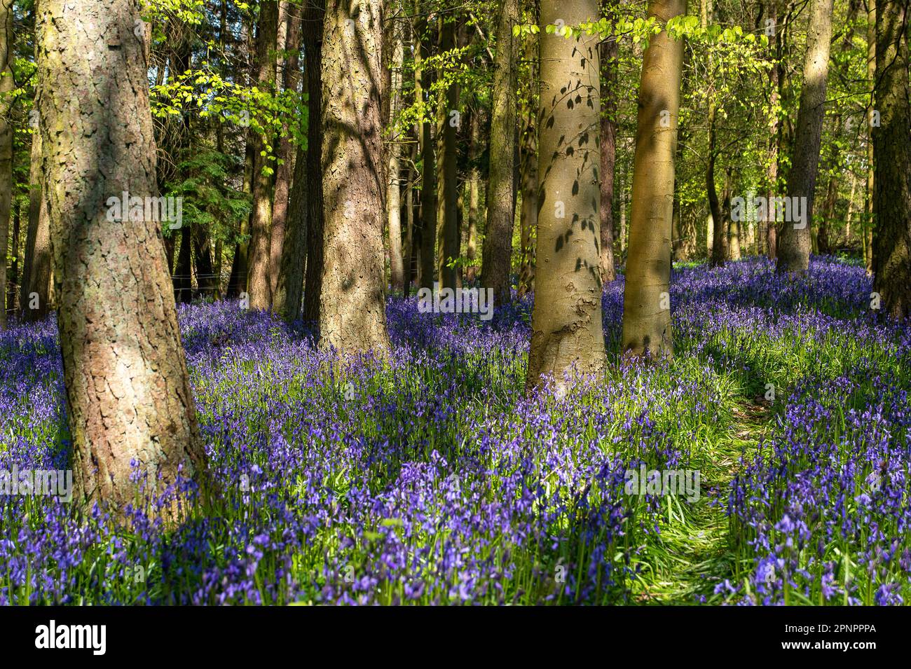 Old Amersham, Buckinghamshire, Großbritannien. 20. April 2023. Wunderschöne violette Teppiche aus Blauen Glocken in Buchenwäldern in Old Amersham, Buckinghamshire, eingebettet in die Chilterns, eine Gegend von üppiger natürlicher Schönheit. Kredit: Maureen McLean/Alamy Live News Stockfoto