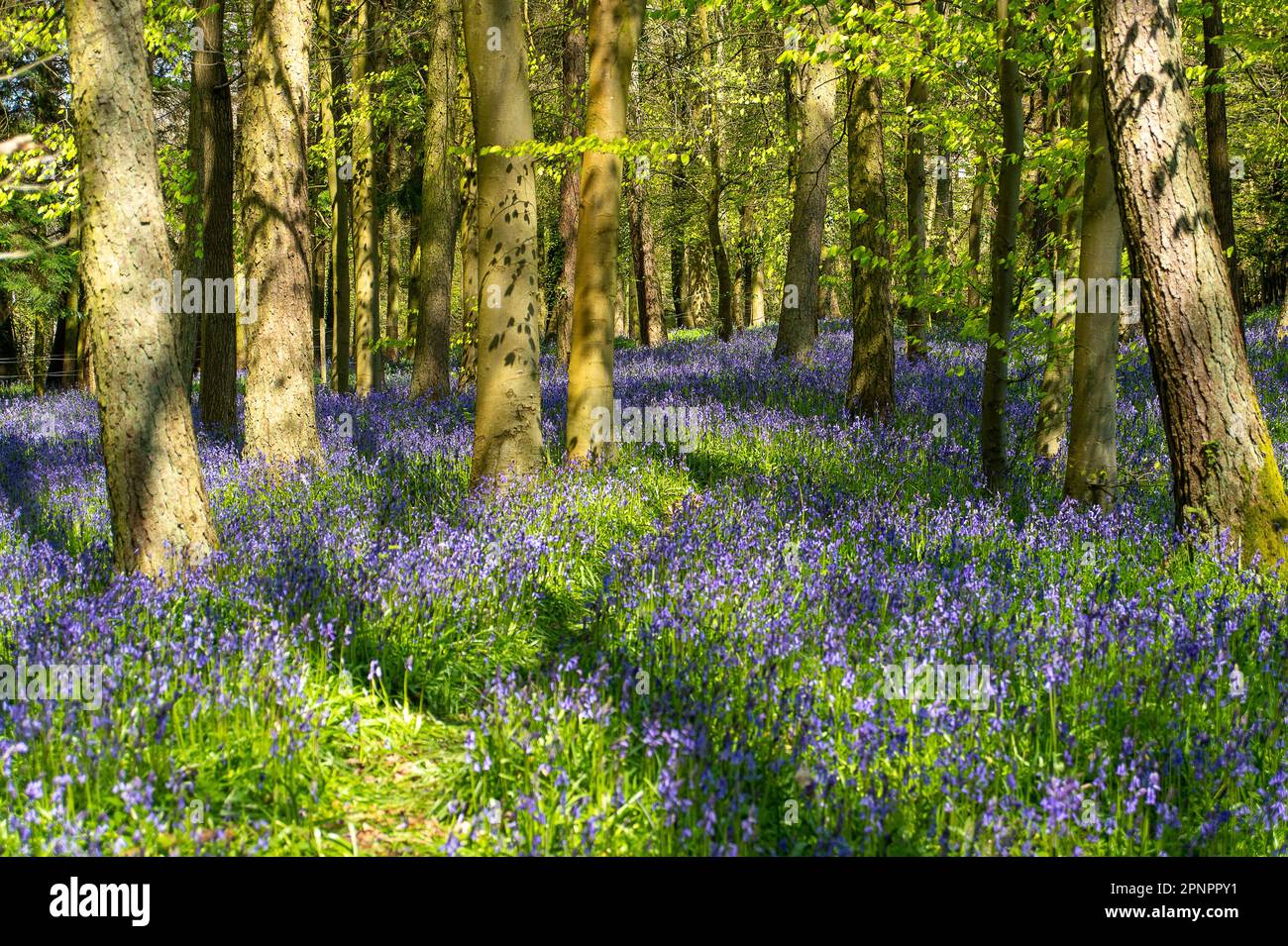 Old Amersham, Buckinghamshire, Großbritannien. 20. April 2023. Wunderschöne violette Teppiche aus Blauen Glocken in Buchenwäldern in Old Amersham, Buckinghamshire, eingebettet in die Chilterns, eine Gegend von üppiger natürlicher Schönheit. Kredit: Maureen McLean/Alamy Live News Stockfoto