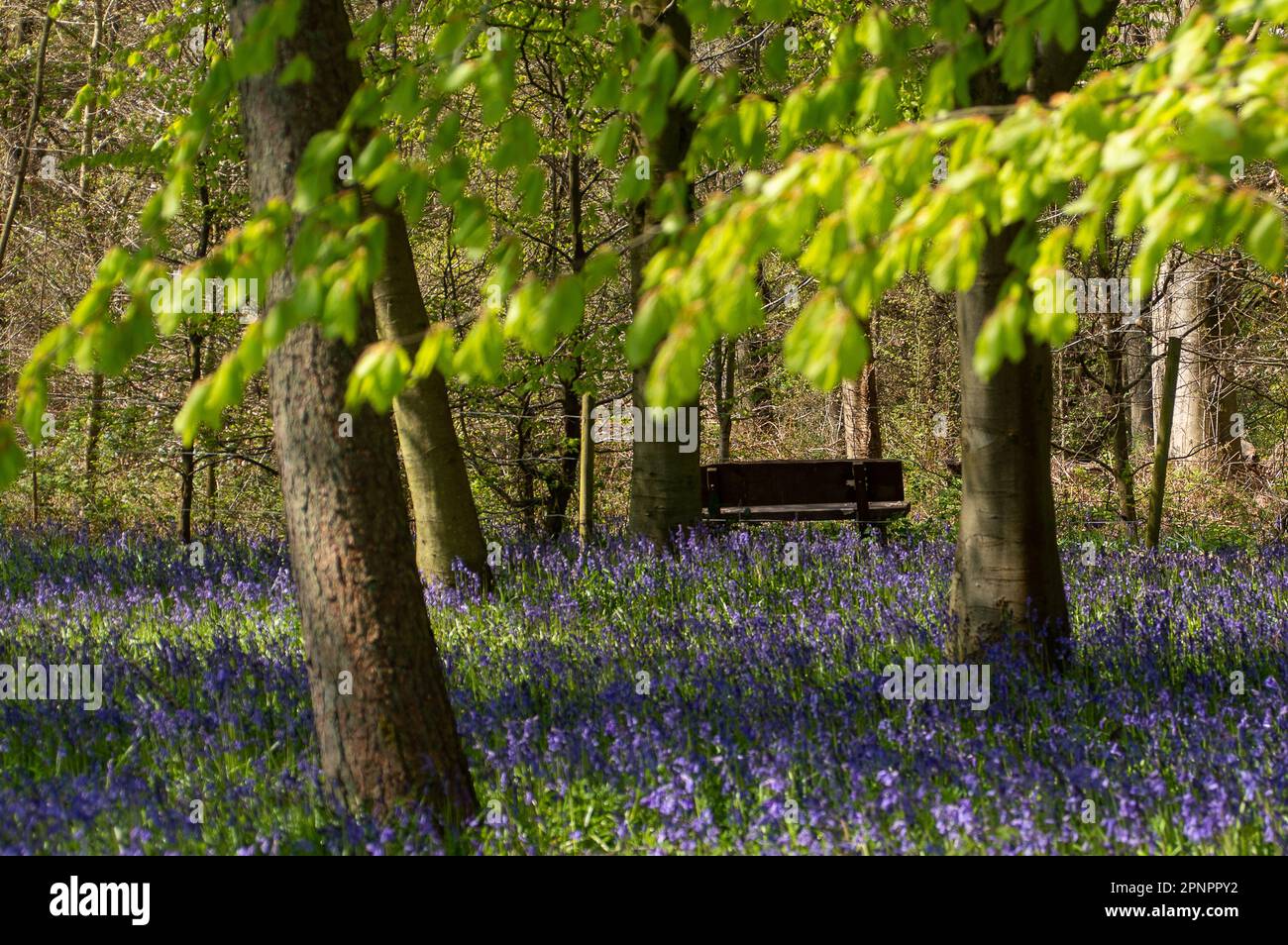 Old Amersham, Buckinghamshire, Großbritannien. 20. April 2023. Wunderschöne violette Teppiche aus Blauen Glocken in Buchenwäldern in Old Amersham, Buckinghamshire, eingebettet in die Chilterns, eine Gegend von üppiger natürlicher Schönheit. Kredit: Maureen McLean/Alamy Live News Stockfoto