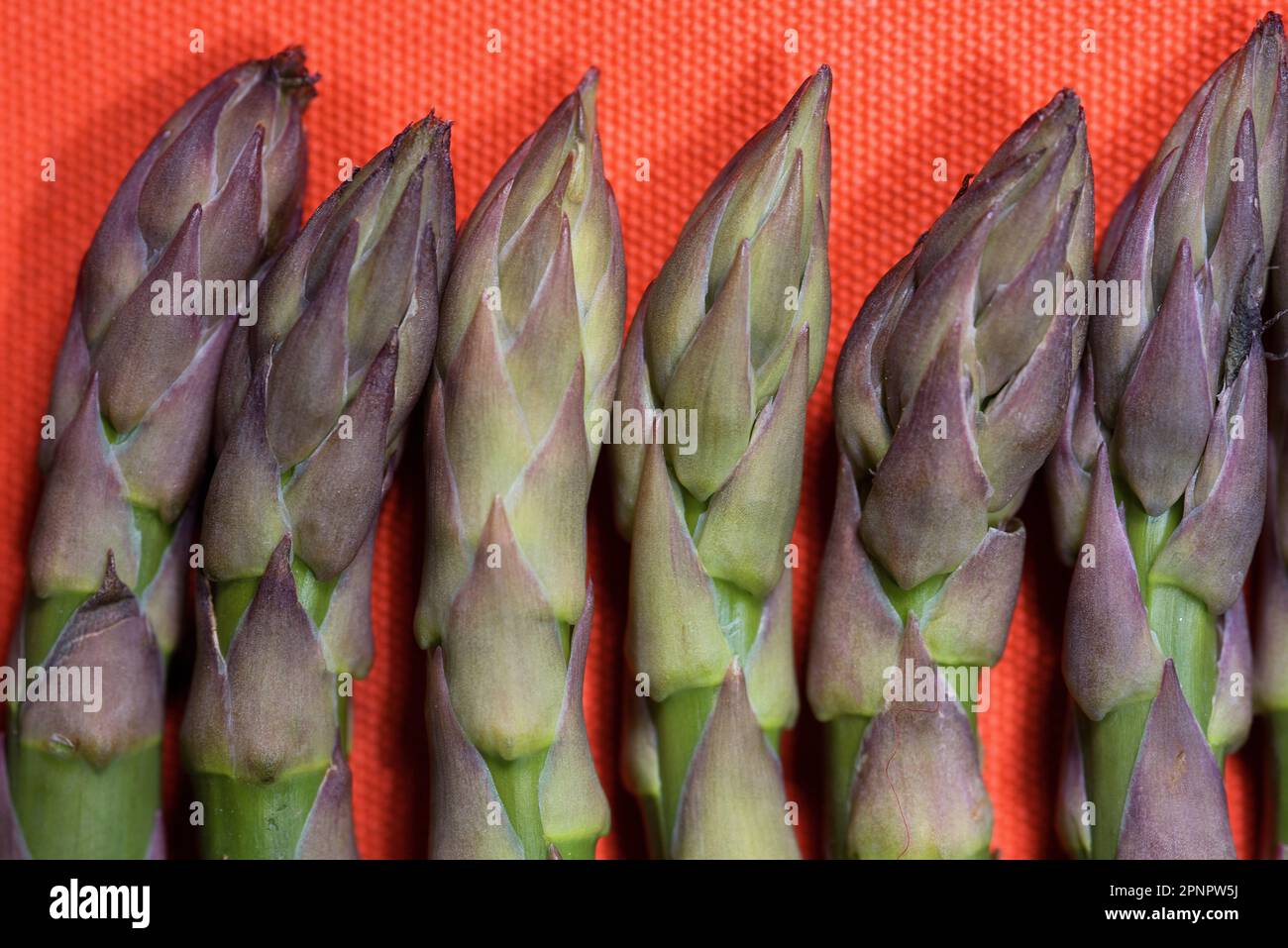 Muster Creato con Asparagi verdi su sfondo Arancione Stockfoto