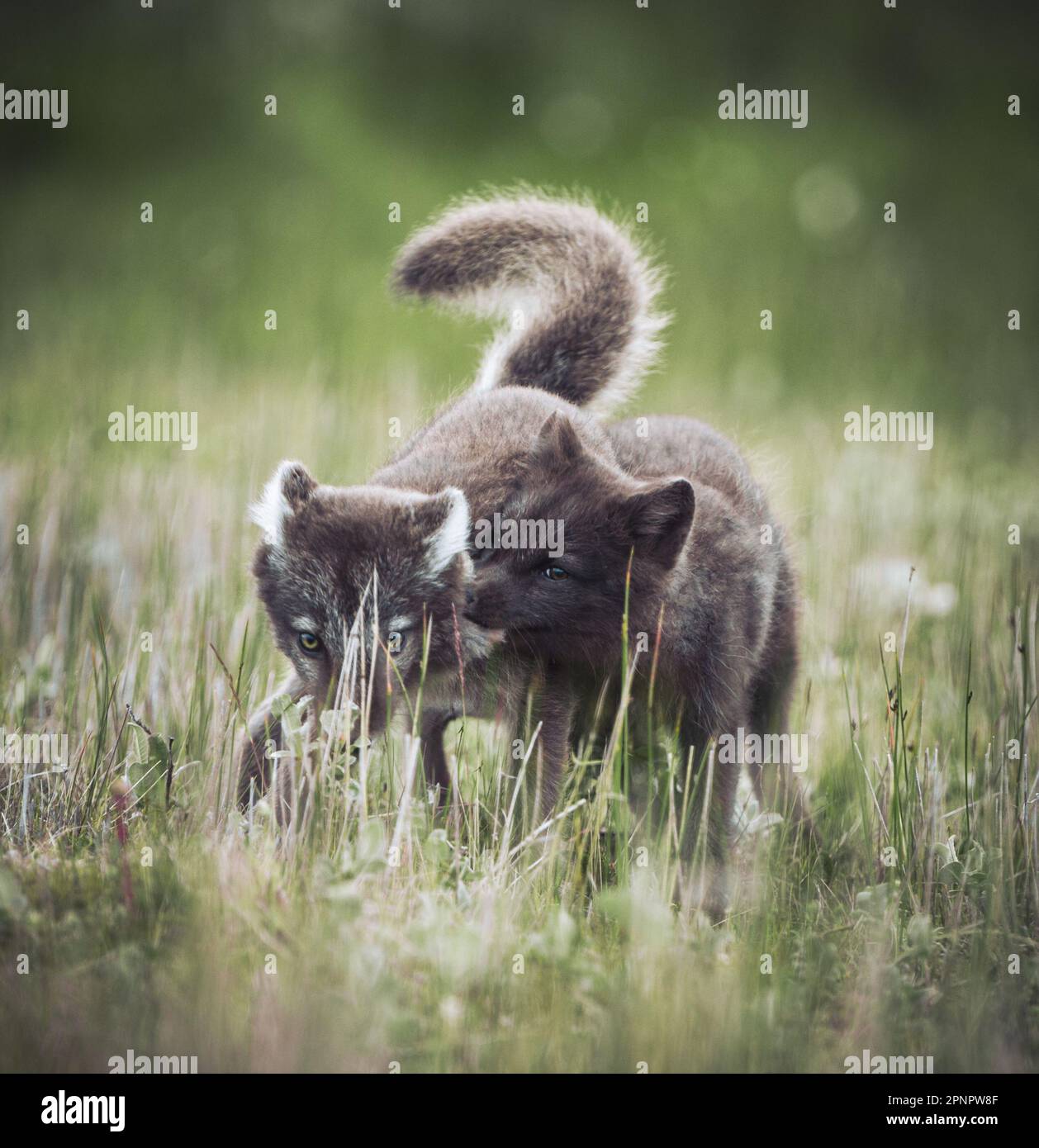 Die beiden jungen Arktisfüchse, die auf einer üppigen Wiese mit hohem Gras spielen und den Sommertag genießen Stockfoto