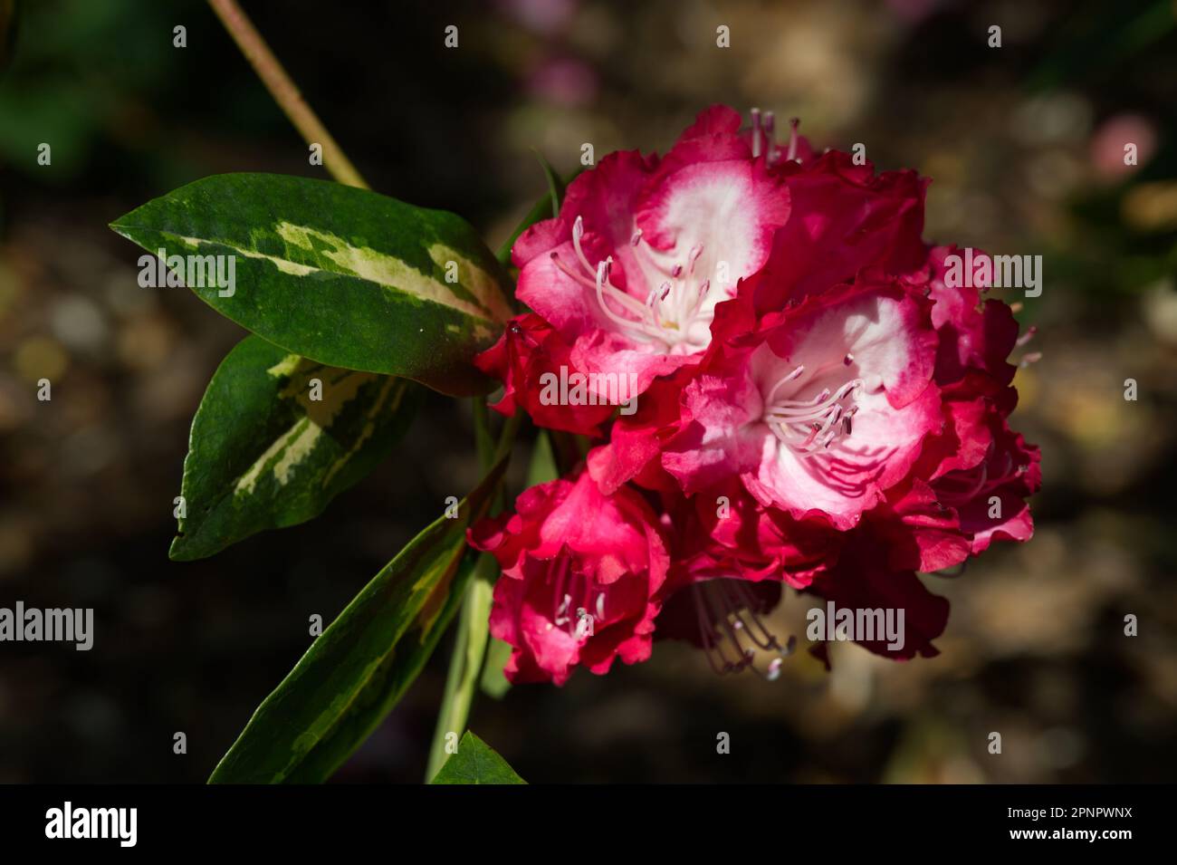 Rote Frühlingsblumen und verschiedene Blätter von Rhododendron „Präsident Roosevelt“ im britischen Garten April Stockfoto