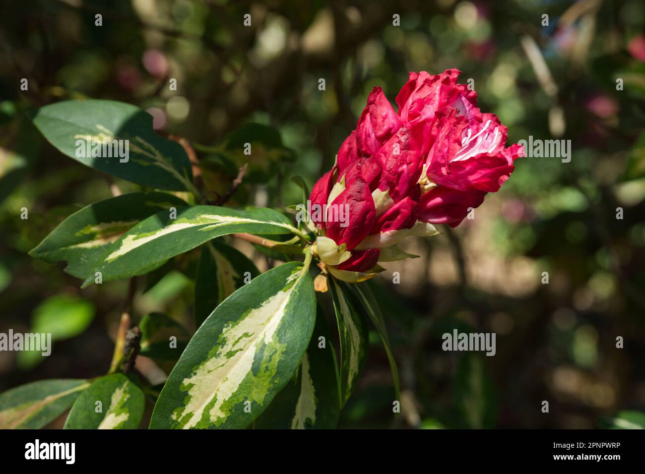 Rote Frühlingsblumen und verschiedene Blätter von Rhododendron „Präsident Roosevelt“ im britischen Garten April Stockfoto