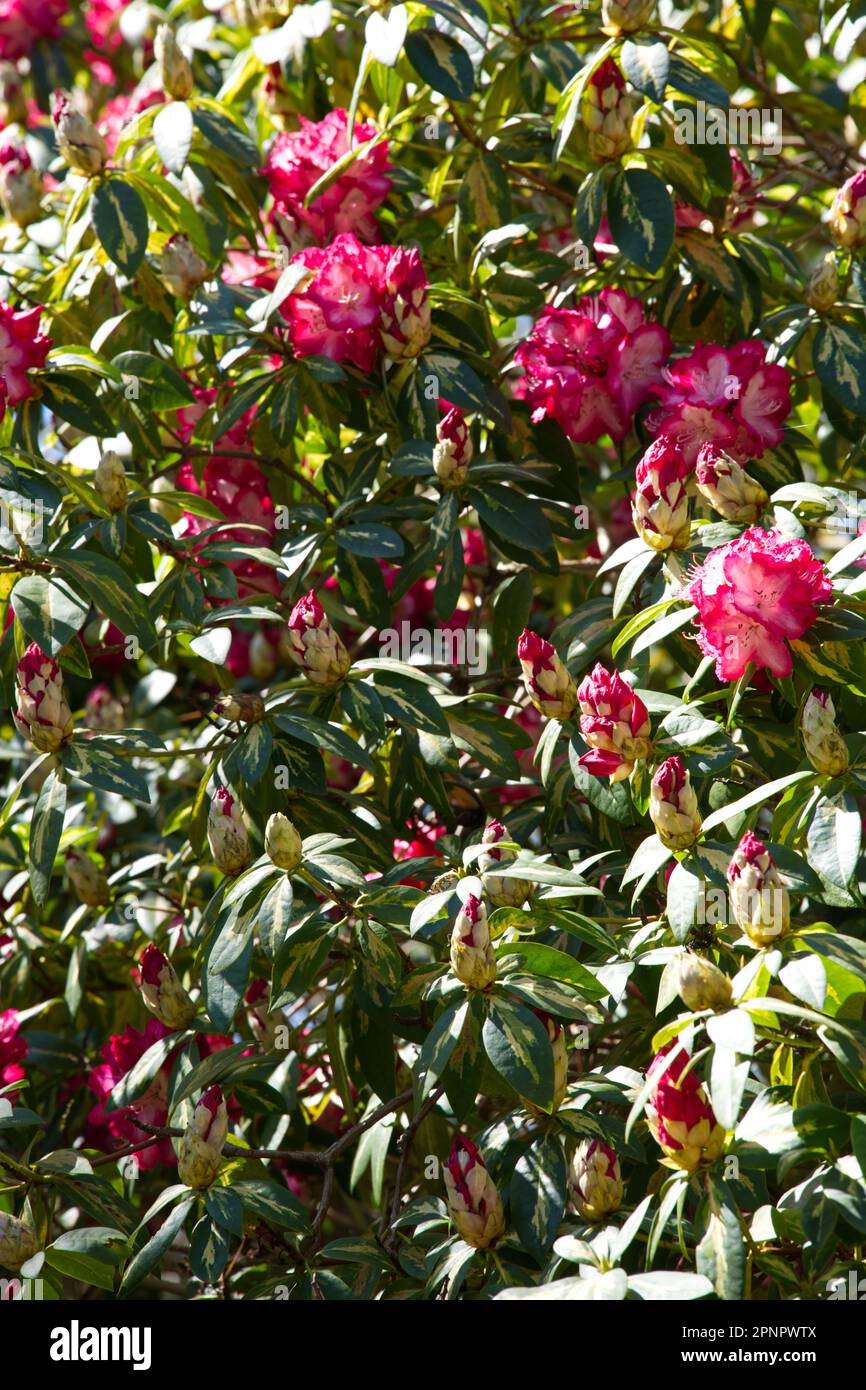 Rote Frühlingsblumen und verschiedene Blätter von Rhododendron „Präsident Roosevelt“ im britischen Garten April Stockfoto