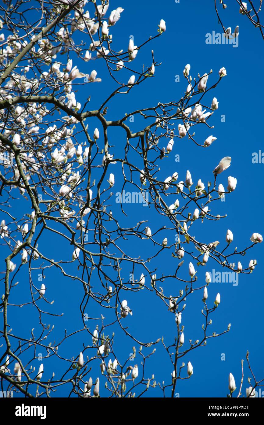 Weiße Frühlingsblumen von Magnolia x veitchii „Isca“ vor einem klaren blauen Himmel im britischen Garten April Stockfoto
