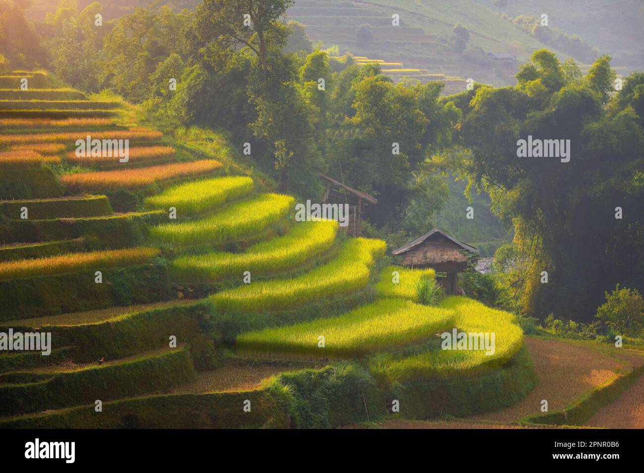 Reisfelder mit Terrassen, Mu Cang Chai, Provinz Yen Bai, Vietnam Stockfoto