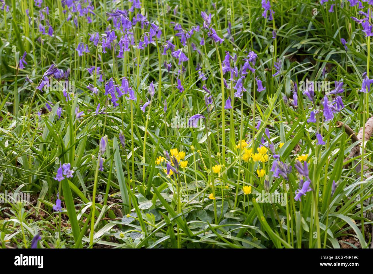 Abschnitt eines Teppichs aus Bluebell Flowers (Hyacinthoides non-scripta) und Woodland Floor, bevor das volle Walddach das Licht reduziert. Stockfoto Abschnitt eines Teppichs aus Bluebell Flowers (Hyacinthoides non-scripta) und Woodland Floor, bevor das volle Walddach das Licht reduziert. Stockfoto