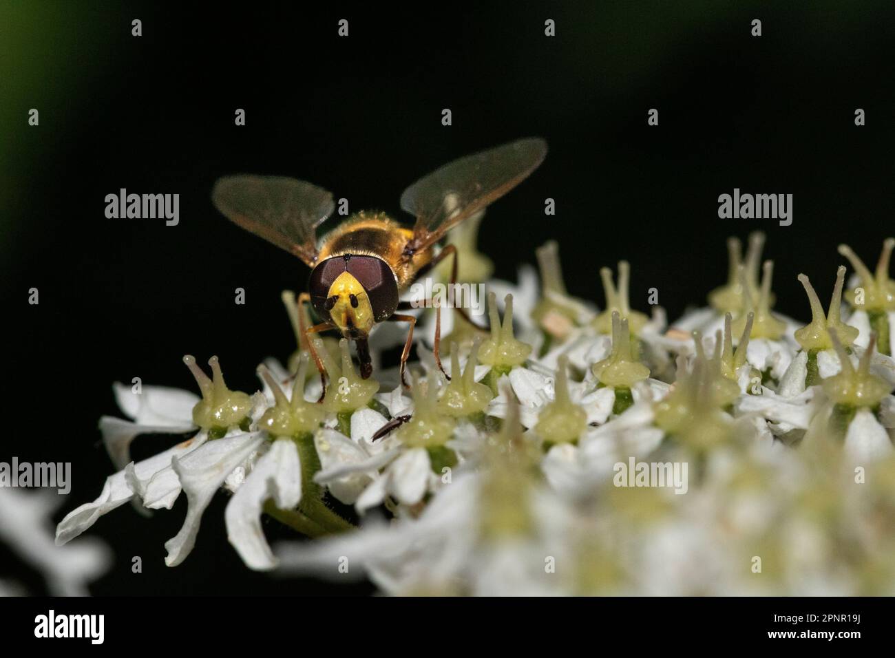 Nahaufnahme, Detail einer bunten Hover Fliege (Syrphus ribesii), die sich im Sommer an einer Ochsenaugen-Gänseblümchen (Leucanthemum vulgare) ernährt Stockfoto Nahaufnahme, Detail einer bunten Hover Fliege (Syrphus ribesii), die sich im Sommer an einer Ochsenaugen-Gänseblümchen (Leucanthemum vulgare) ernährt Stockfoto