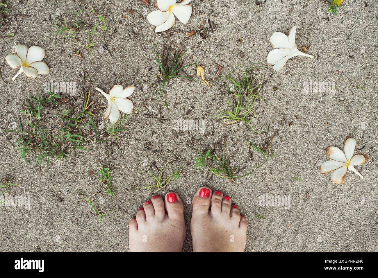 Blick von oben auf eine Frau, die barfuß am Strand zwischen Frangipani-Blumen in Thailand steht Stockfoto