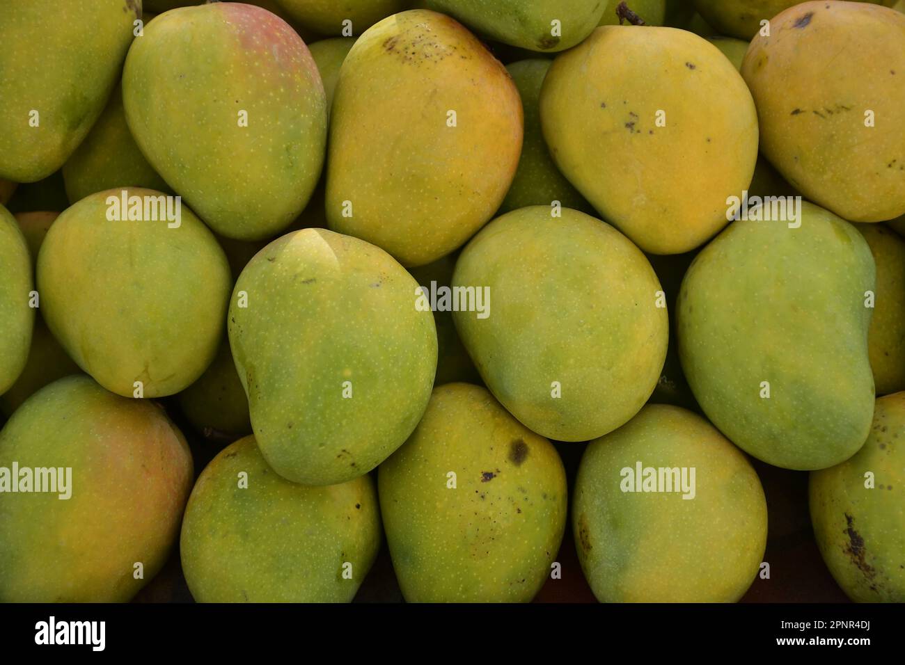 Mangos-Früchte, Sommerfrüchte Stockfoto