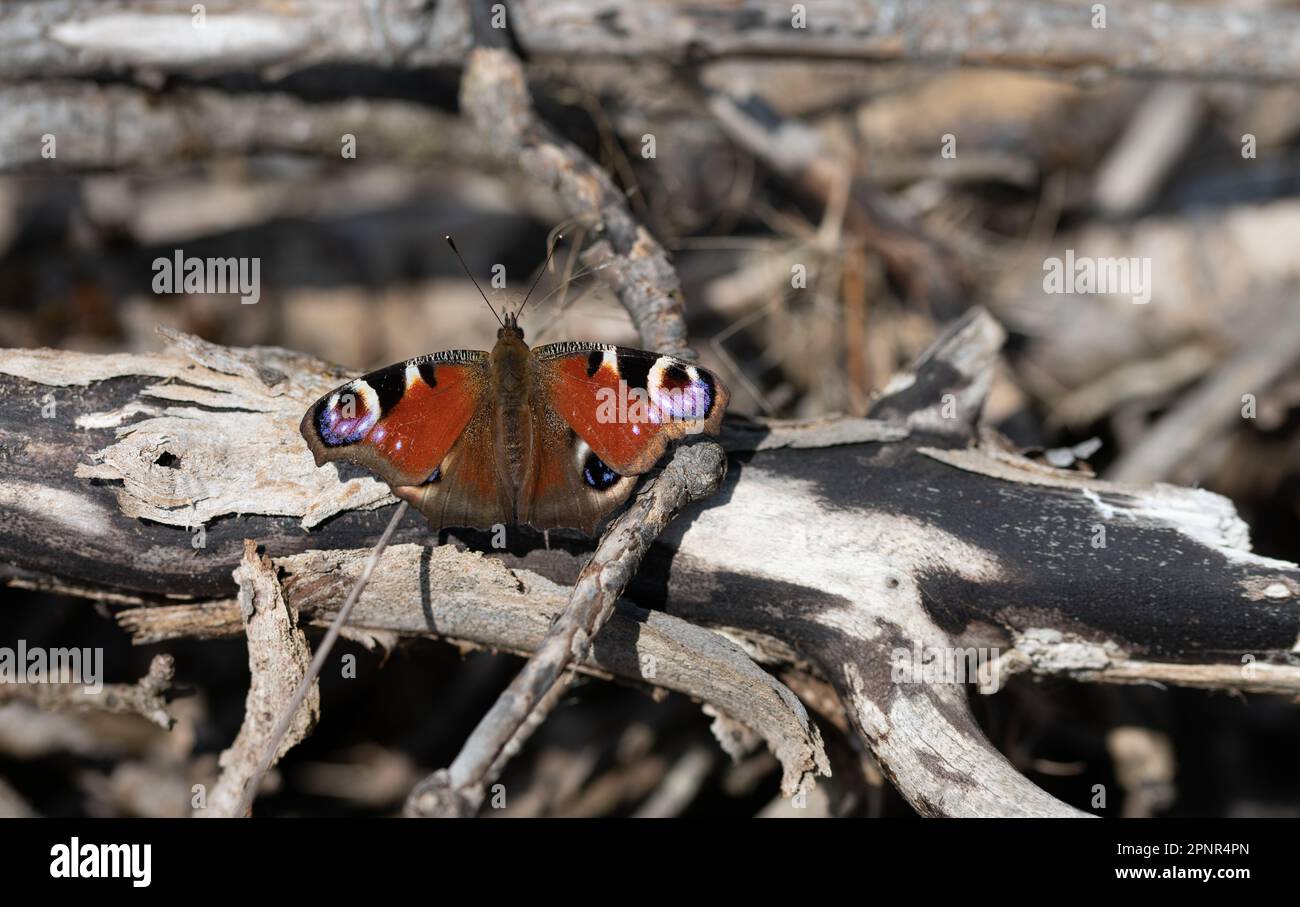 Nahaufnahme eines Schmetterlings, eines Pfauens. Der Schmetterling sitzt auf trockenem Holz, um sich in der Sonne zu erwärmen. Stockfoto