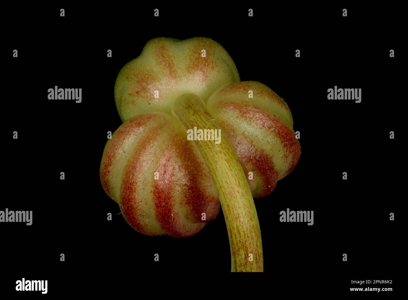 Nasturtium (Tropaeolum majus) Unreife Frucht-Nahaufnahme Stockfoto