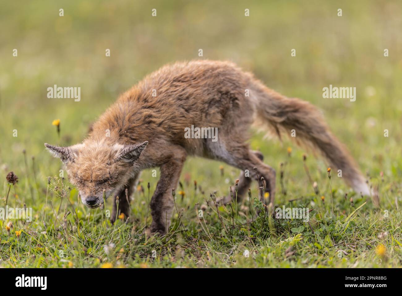Ein alter, kranker Fuchs wandert auf der Suche nach Nahrung durch die Landschaft. Stockfoto