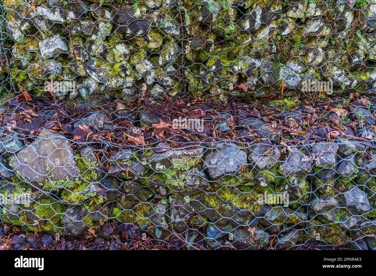 Makroaufnahmen eines Felszauns entlang der Cedar River Trails in Renton, Washington. Stockfoto