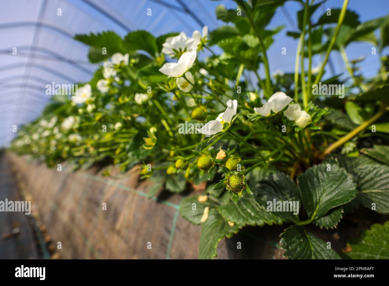 Wesel, Nordrhein-Westfalen, Deutschland - Erdbeeren wachsen auf hügeligen Beeten im Tunnelanbau unter Folie. Stockfoto