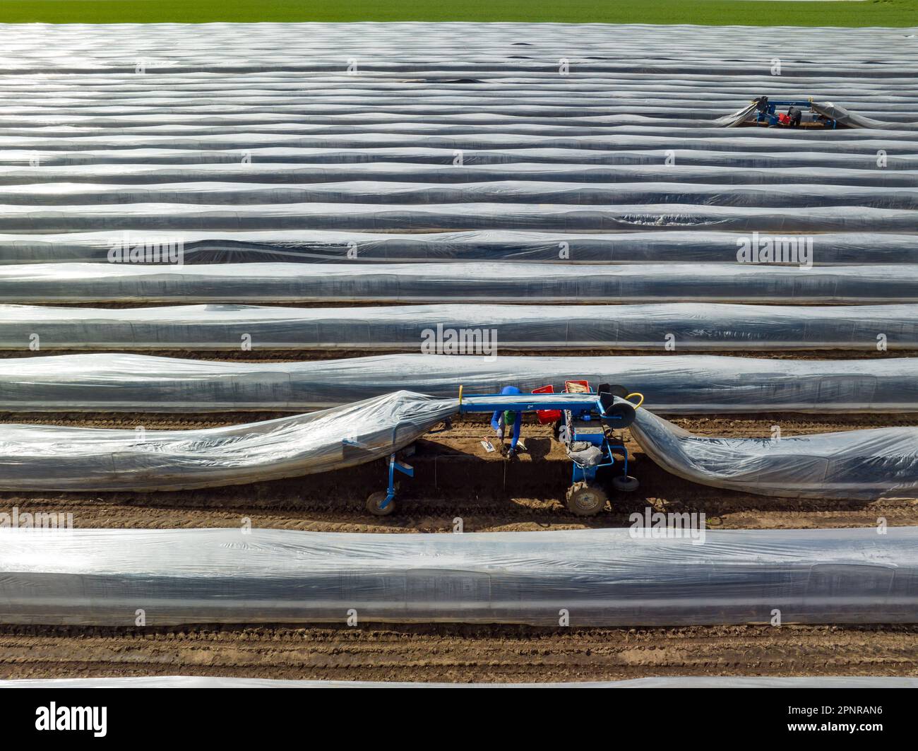Wesel, Nordrhein-Westfalen, Deutschland - Erntearbeiter aus Osteuropa ernten den ersten Spargel der Saison auf einem Feld. Stockfoto