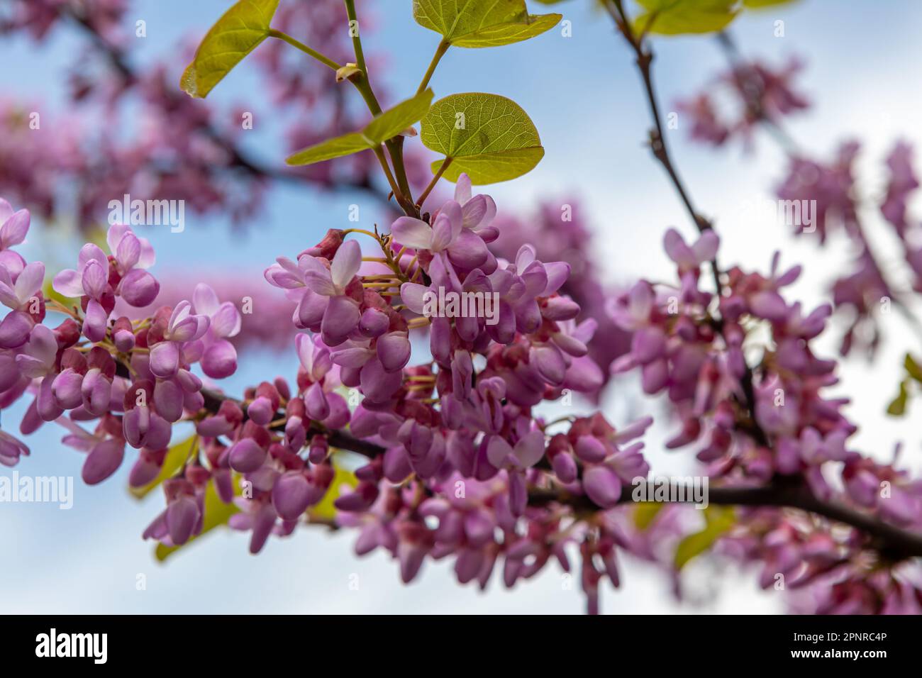 Cercis canadensis kanadischer Purpur, rosa Blüten Makro, Hintergrund Stockfoto