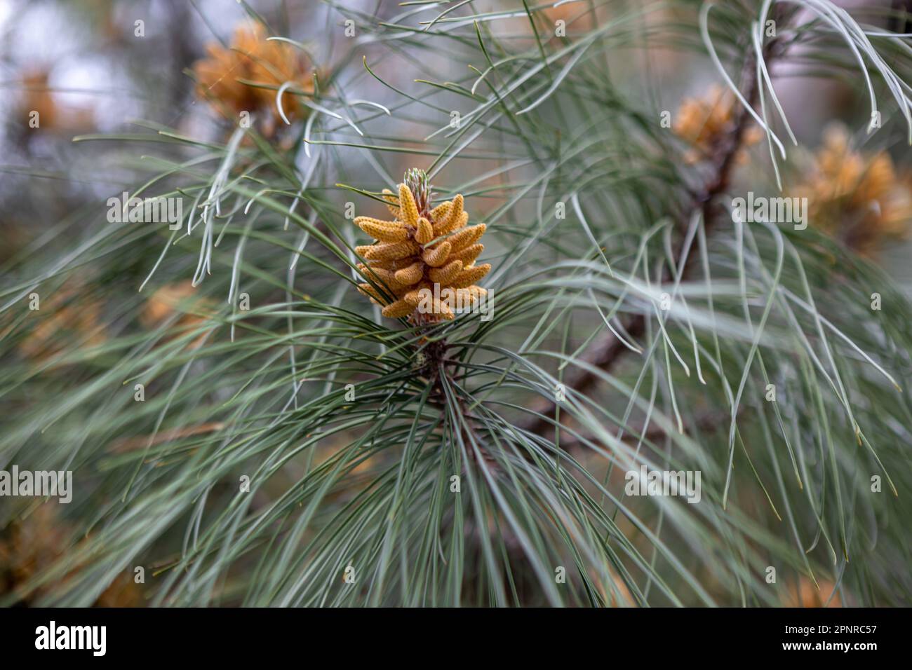 Blühender Kiefernbaum im Sonnenlicht. Grüne Pinienäste mit gelben Pollenzapfen Stockfoto