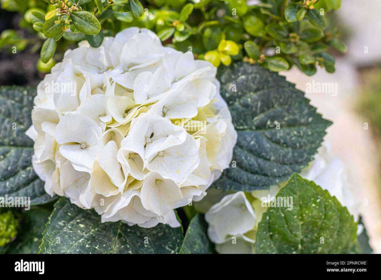 Weiße Hortensien-Blume. Nahaufnahme einer Hortensien im Garten. Ein Strauß Hortensien. Stockfoto