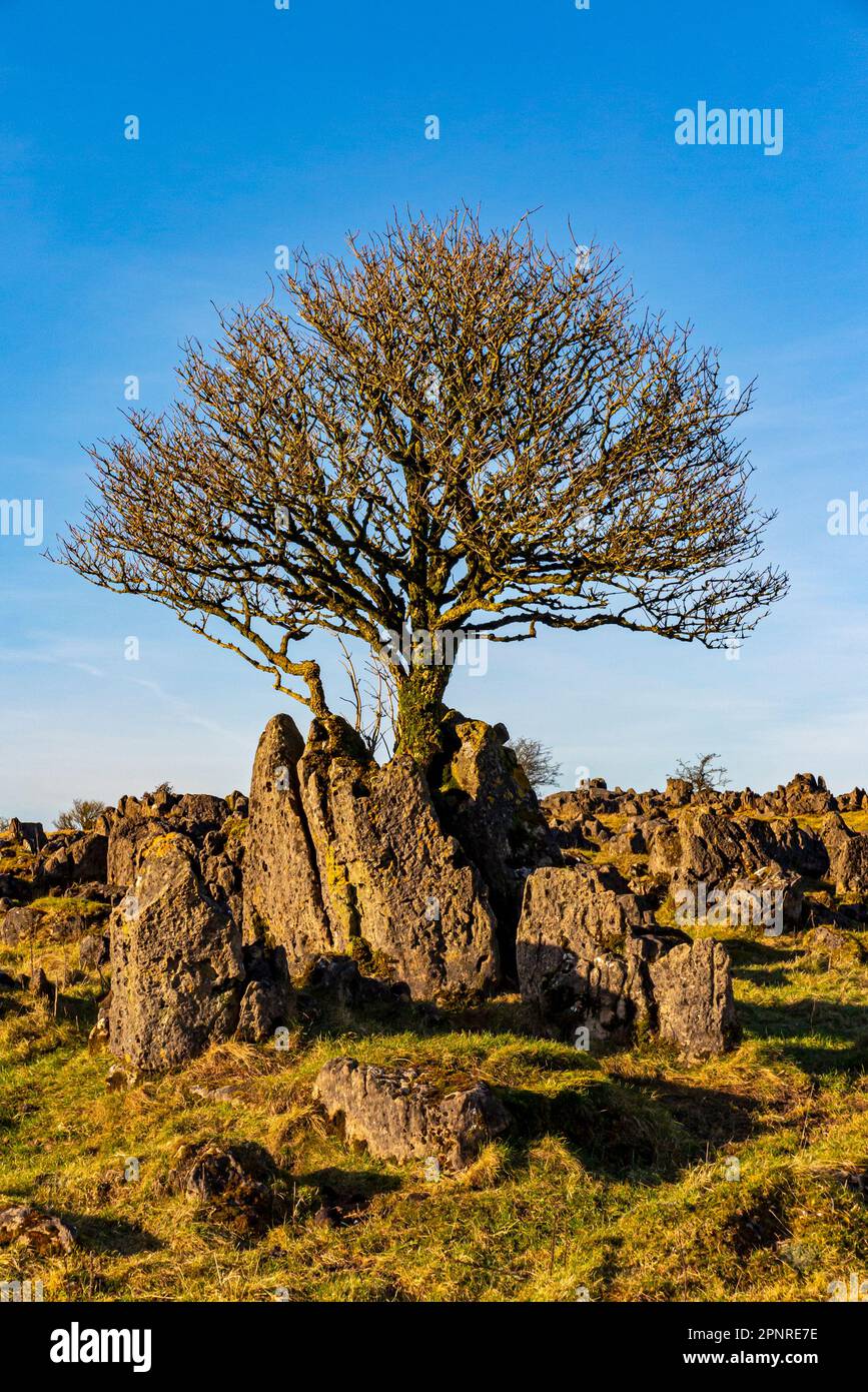 Kalksteinfelsen und -Bäume im Wintersonnenschein am Roystone Rocks in der Nähe von Parwich im Peak District National Park Derbyshire Dales England UK Stockfoto