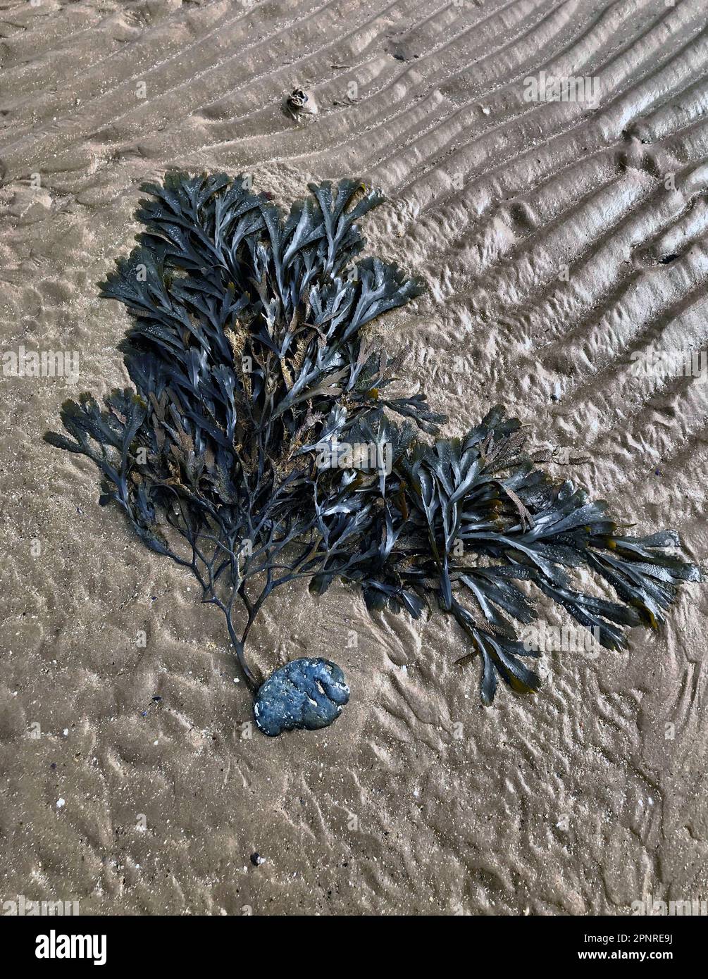 Gezackte Algen (Fucus serratus), die nach einem Sturm am Ufer angespült wurden und immer noch an einem steinernen Abendlicht befestigt sind, verwandeln sich Wellen in goldenem Sand Stockfoto