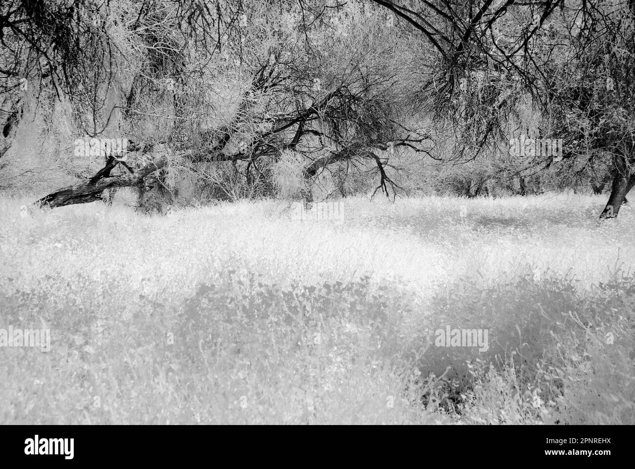 Mystischer und alter Wald in Schwarz und Weiß Stockfoto